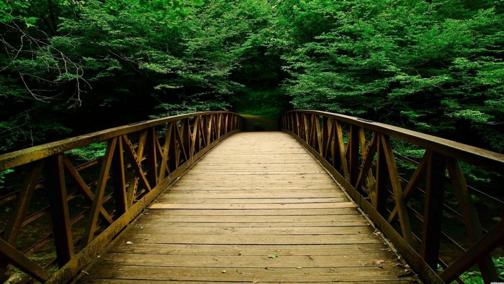 Природа лес мост