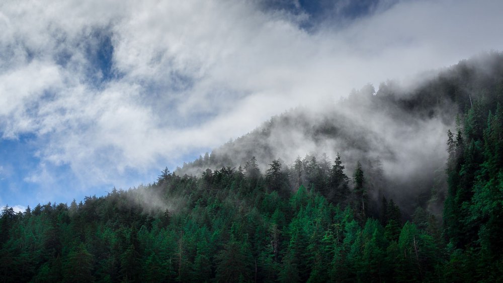 Леса горы туман