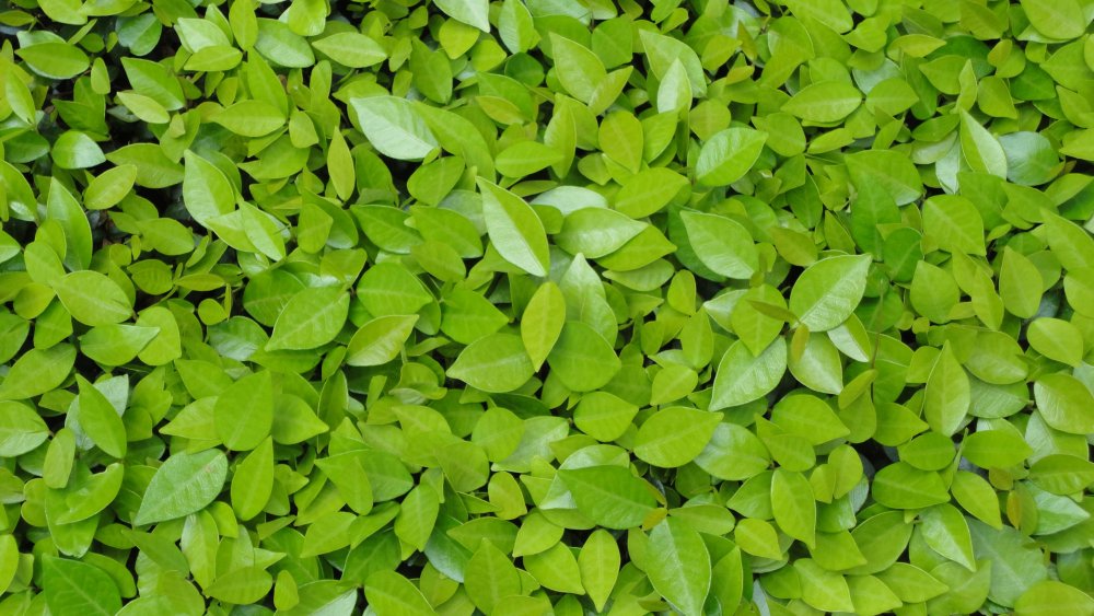 Зелень листья
