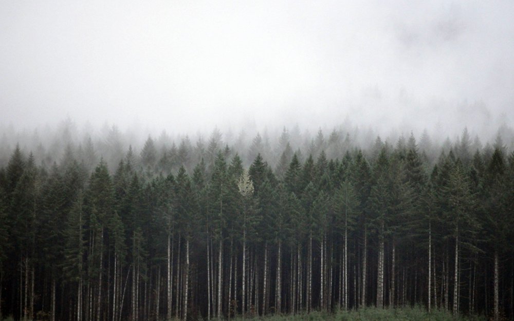 Туманный еловый лес