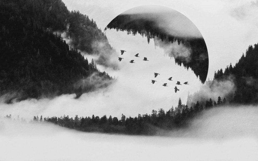 Лес горы туман птицы