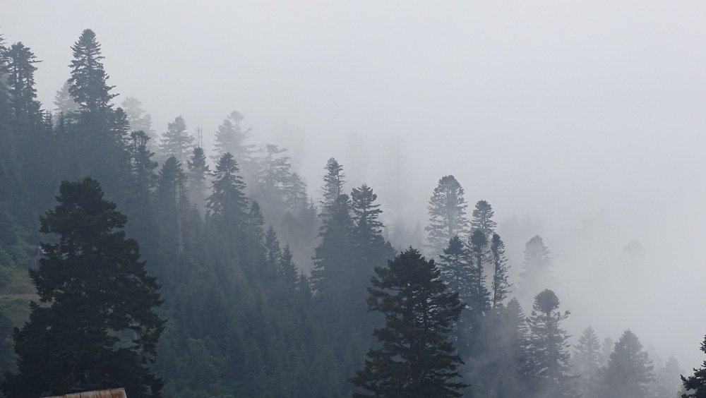 Туманный лес в горах