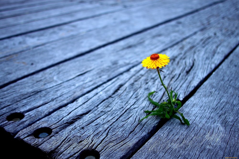 Красивый одинокий цветок