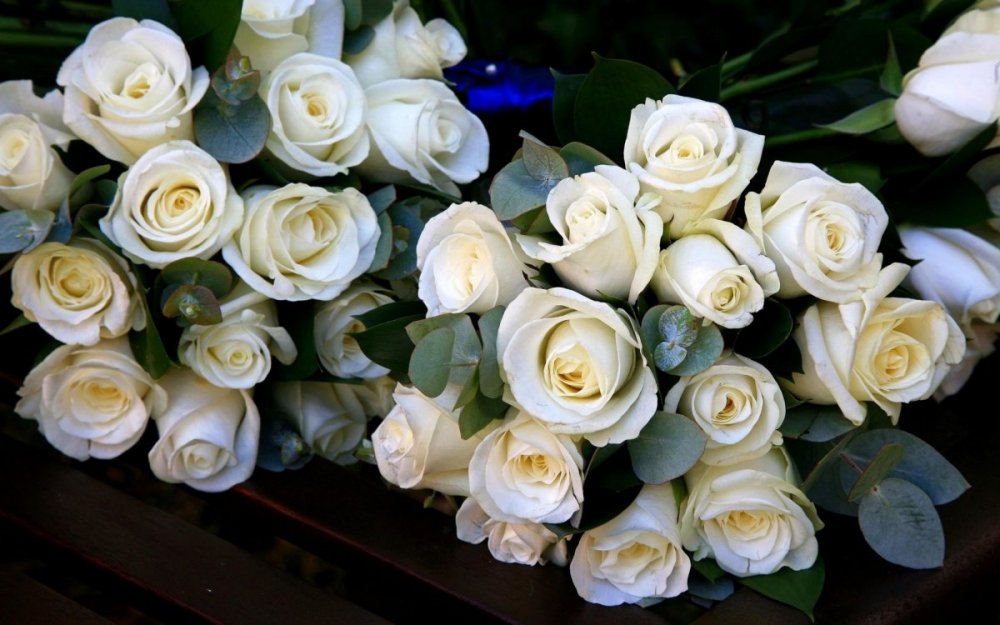 Обои на рабочий стол белые розы