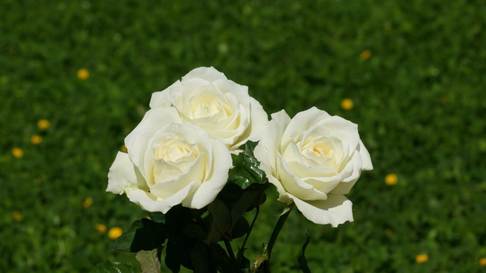 Роза белая чайно-гибридная белая лебедь