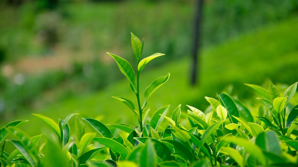 Зеленые чайные листья