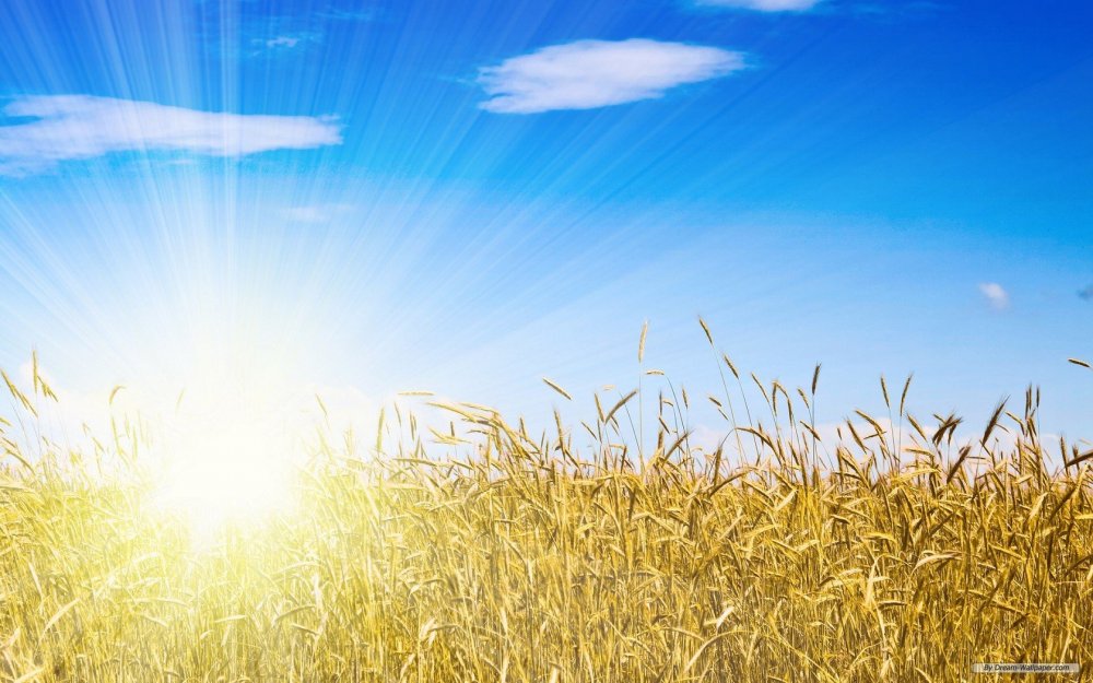 Поле пшеницы и солнце
