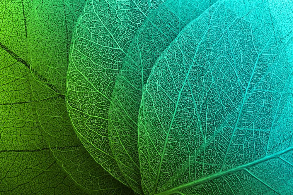 Макросъемка листьев