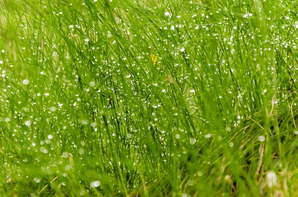 Зеленая трава с росой