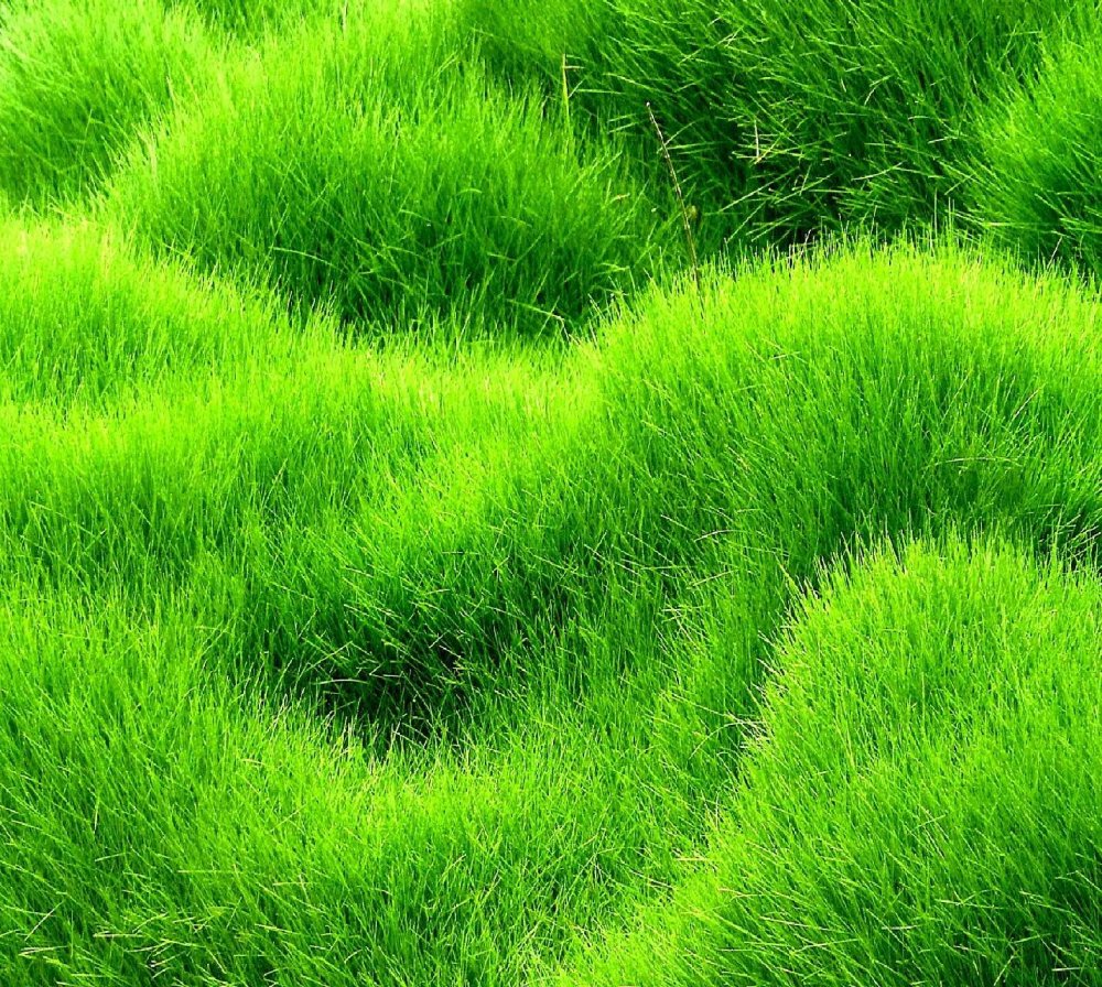 Акварельная текстура травы