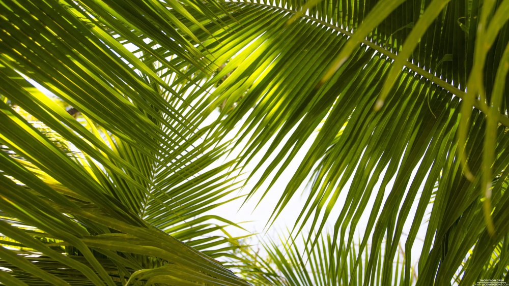Тропические пальмы