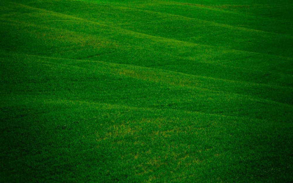 Поле с зеленой травой