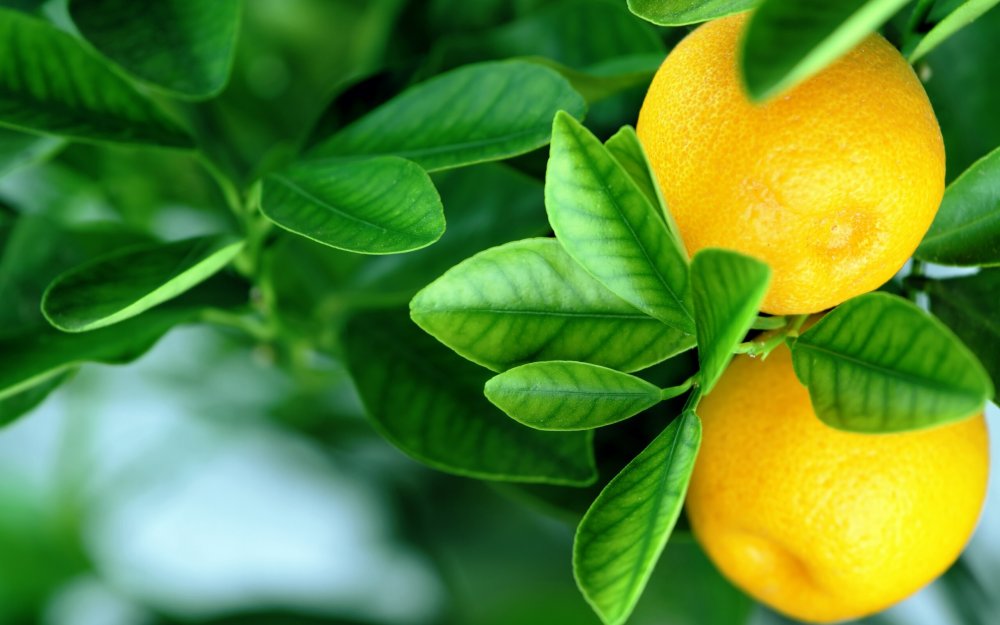 Апельсины с листом