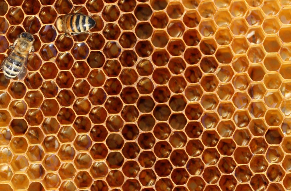 Мед соты пчелы