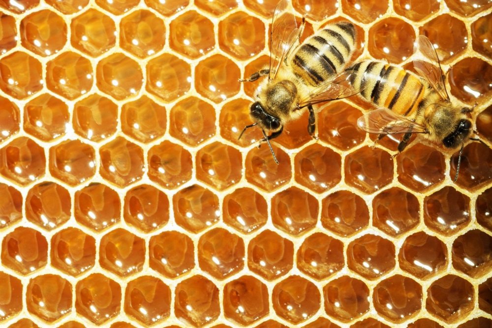 Пчелиные соты