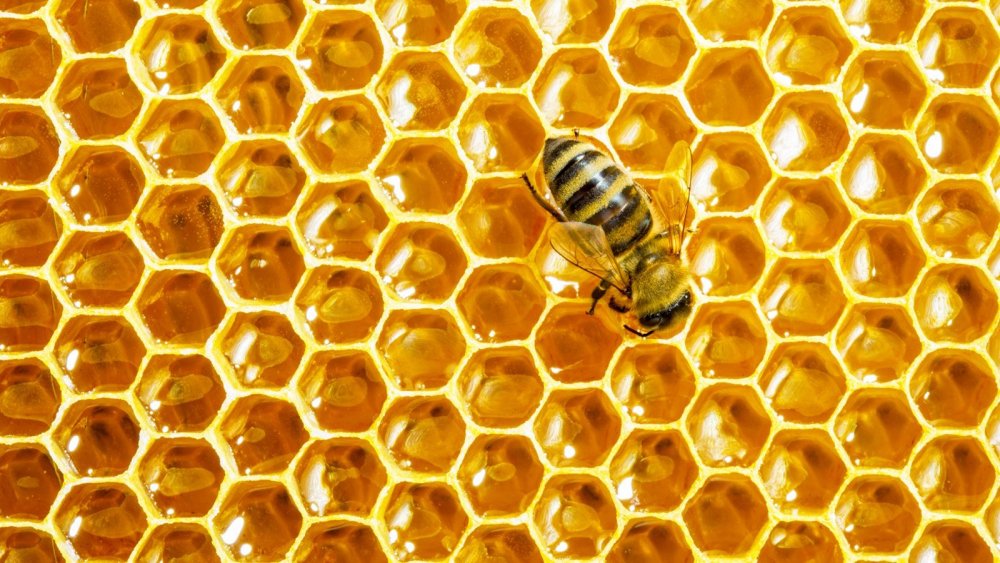 Мед соты пчелы