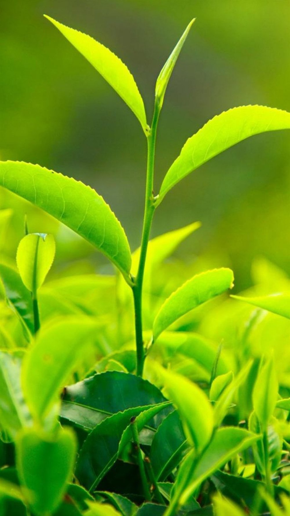 Листья чайного дерева