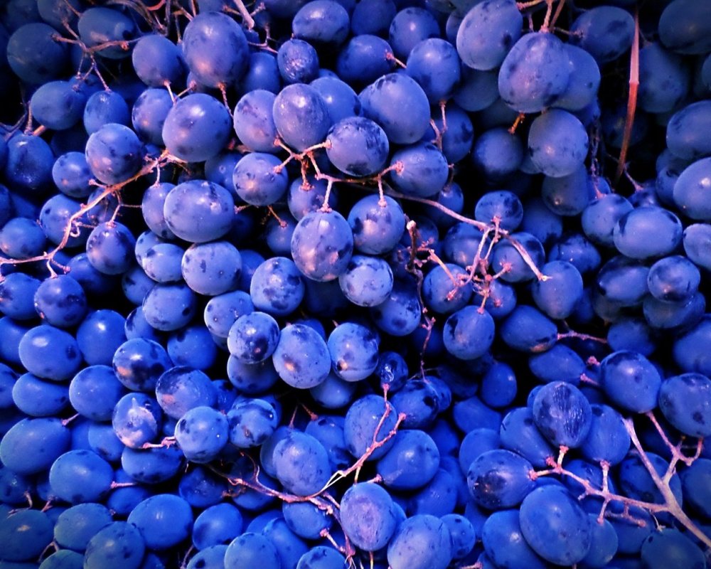 Виноград синего цвета