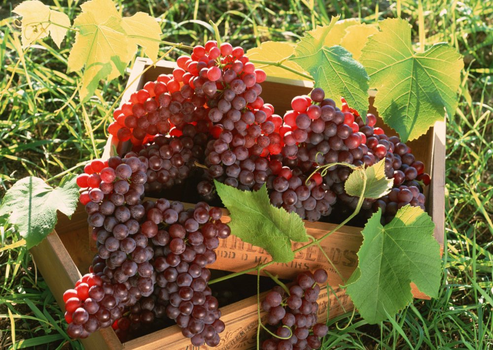 Армянский виноград Арени