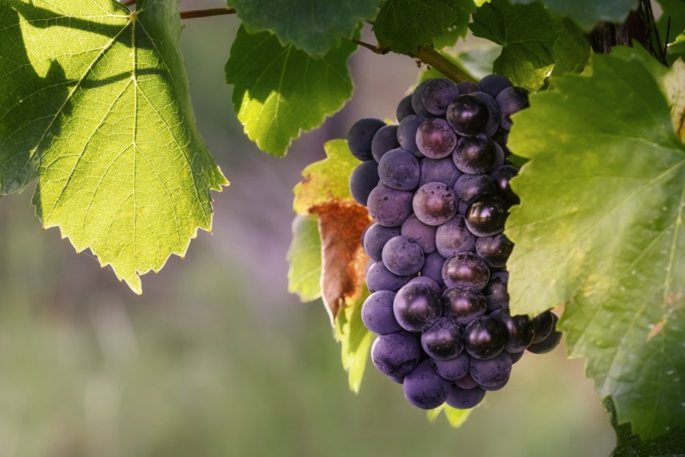 Гроздь винограда с листьями