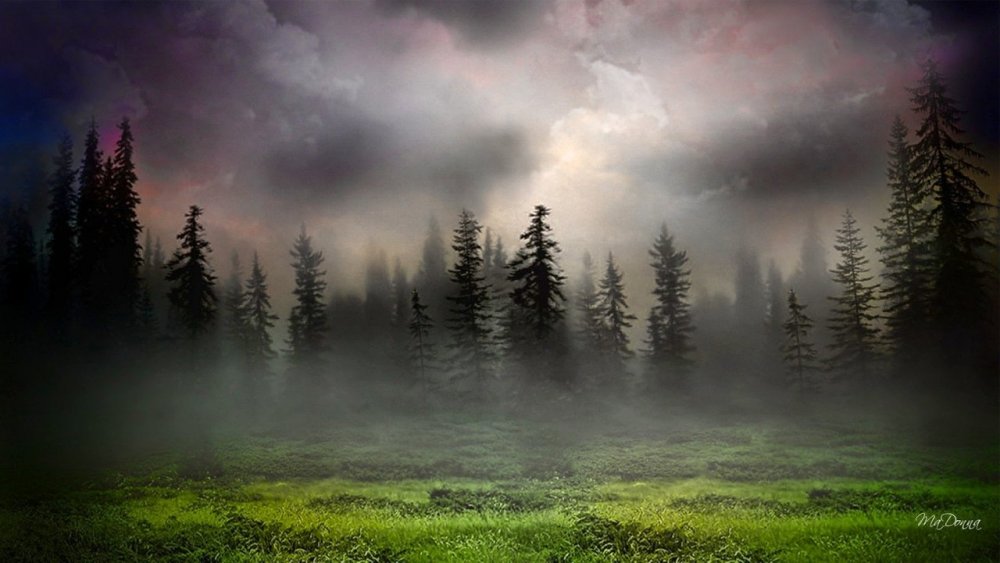 Туманный лес