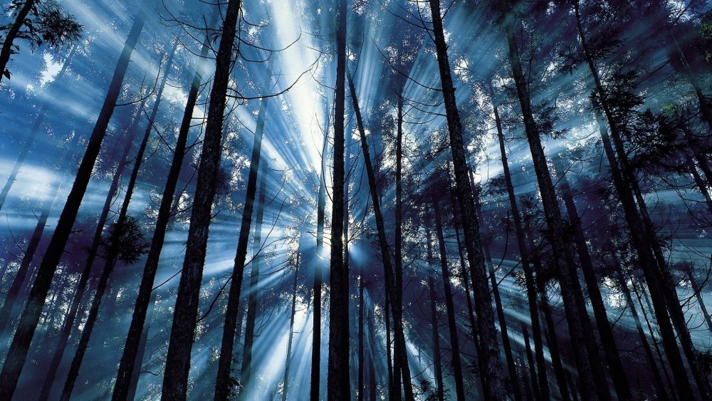 Тёмно синий лес