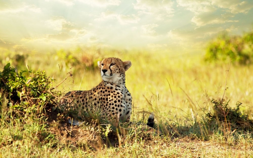 Леопард в саванне