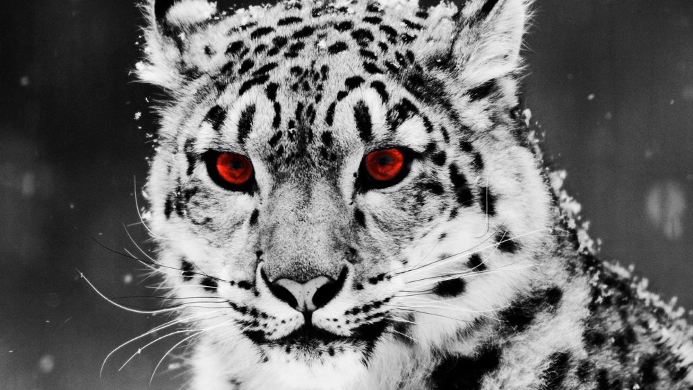 Леопард снежный Барс Ягуар