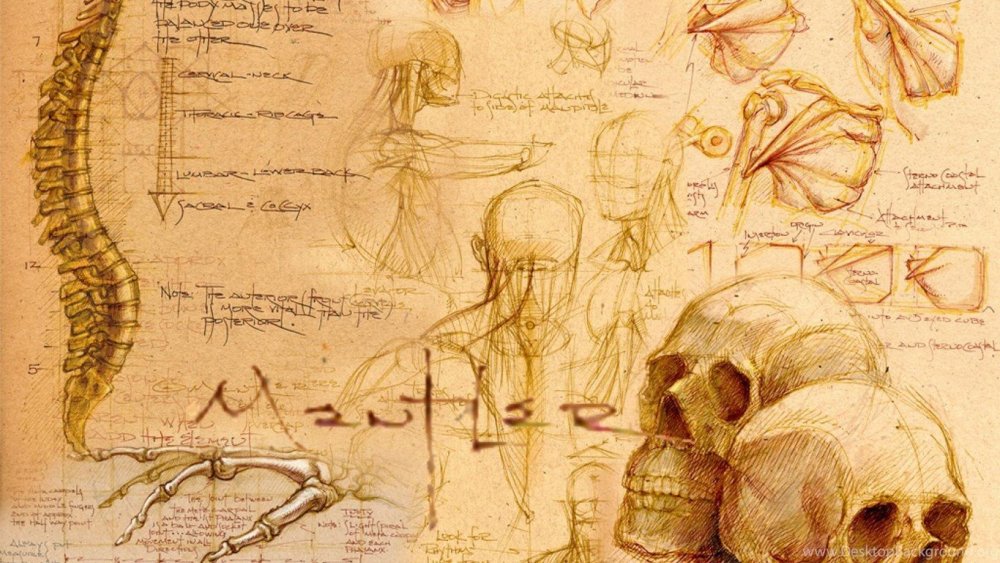 Рисунок скелета Леонардо да Винчи