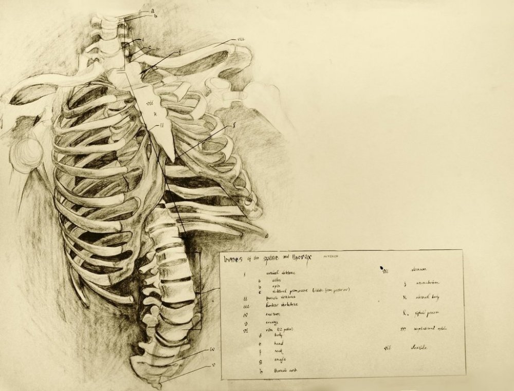 Красивые рисунки анатомия