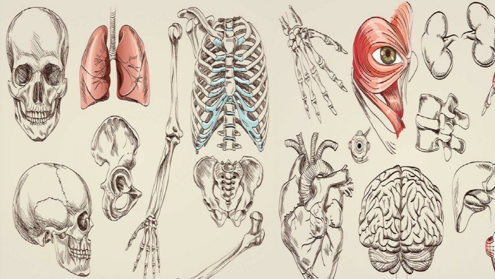 Анатомия иллюстрация
