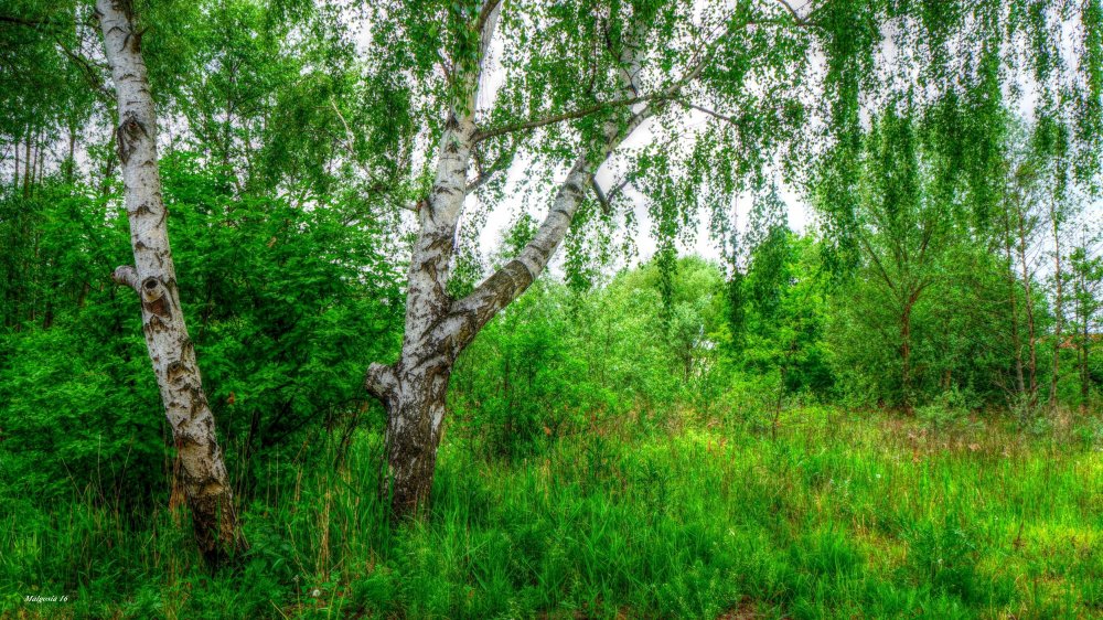 Дьяковский лес деревья береза Ива