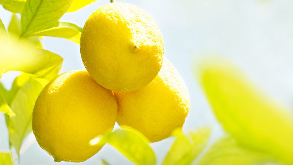 Лимонный сад к