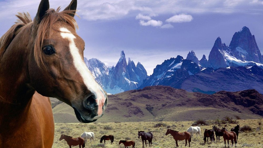 Лошадь природа горы