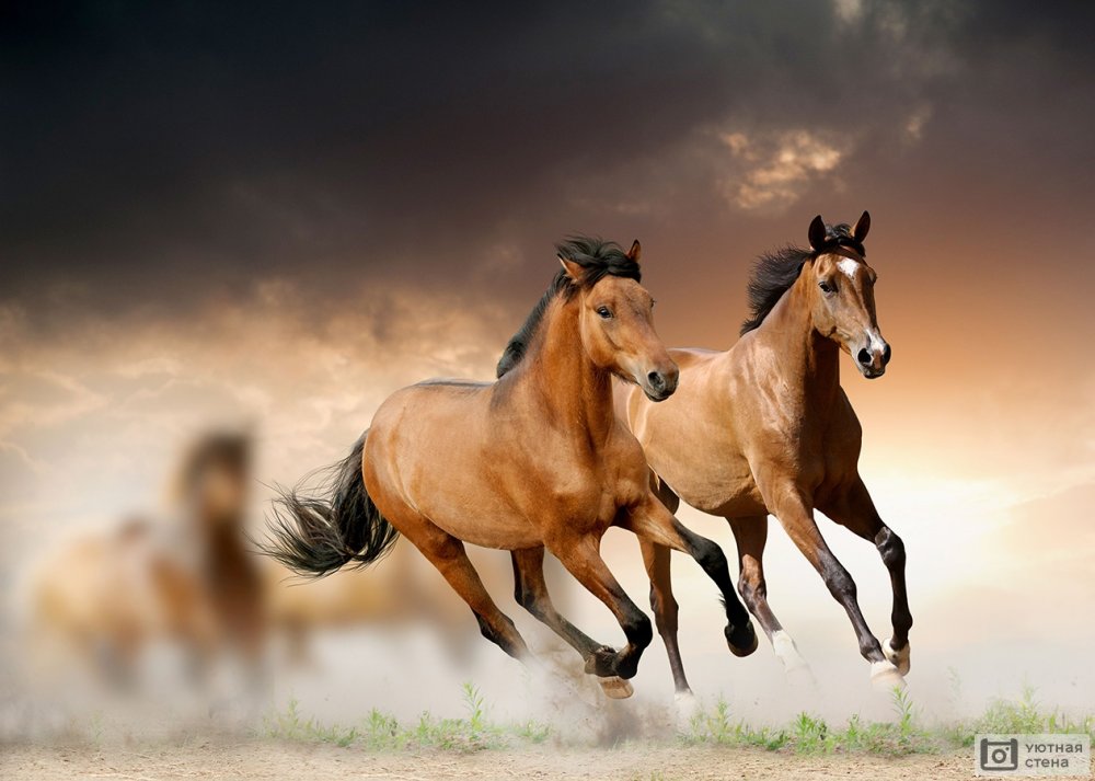 Кигер-Мустанг лошадь