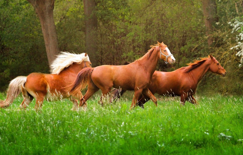 Три красивый лошадь