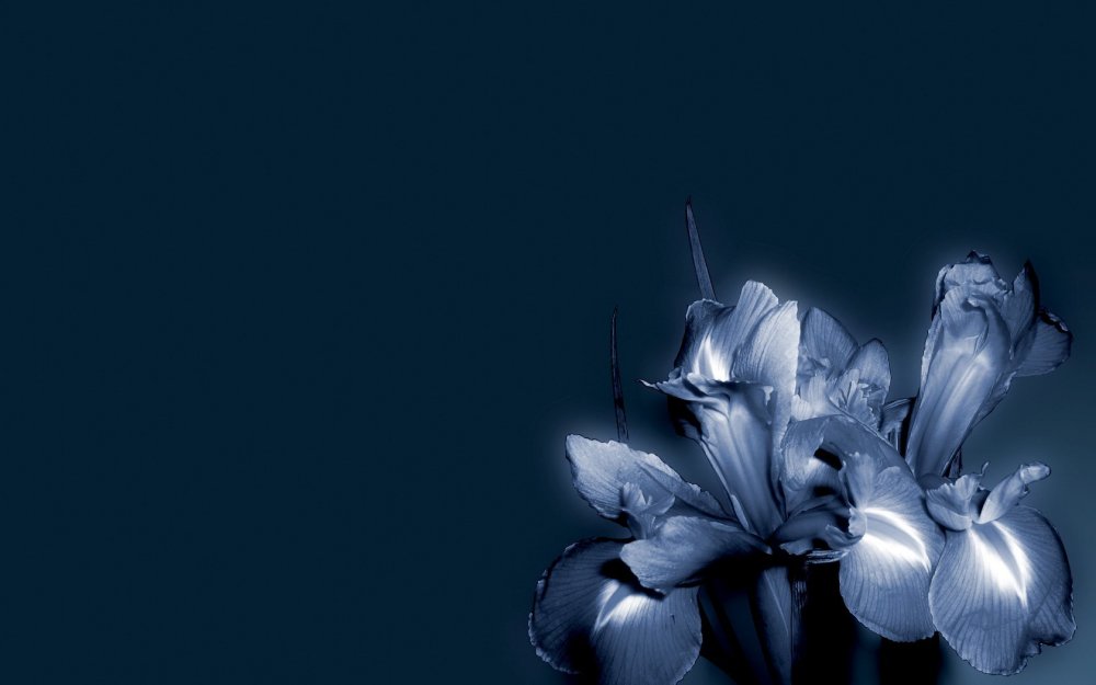 Серо голубые цветы