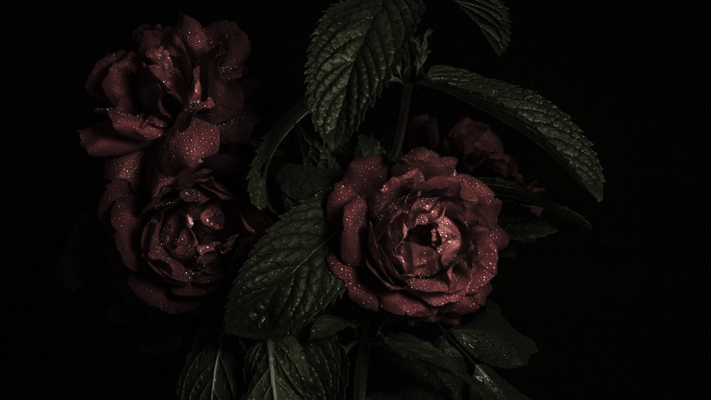 Мрачные цветы