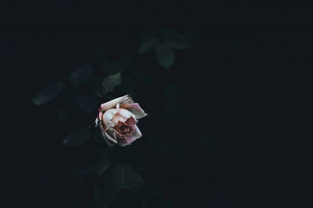 Одинокая роза на черном фоне