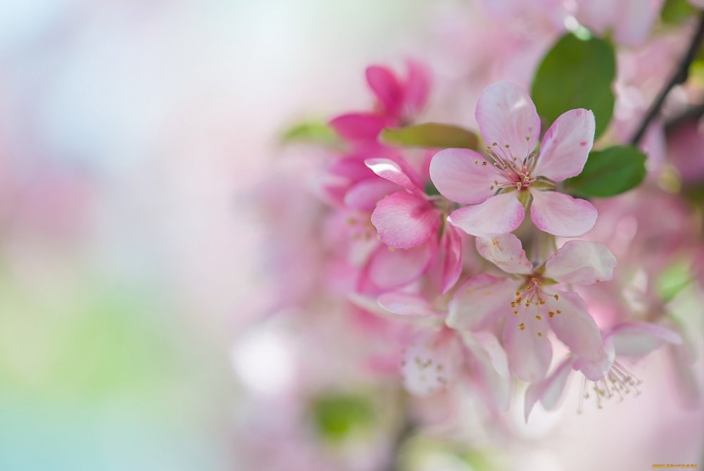 Цветы яблоневые розовые