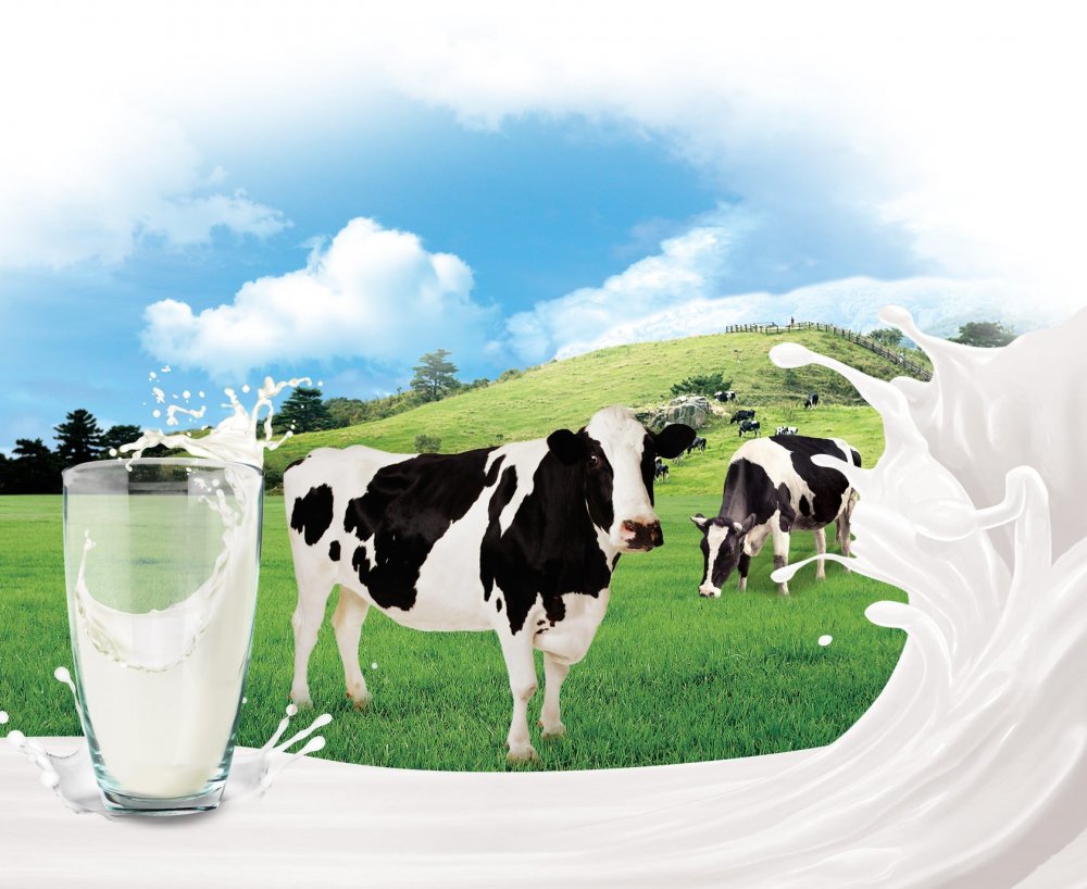 Молочная продукция корова