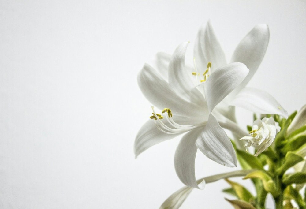 Нежные белые лилии