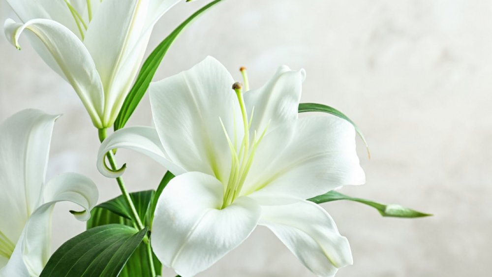 Белые лилии на зеленом фоне