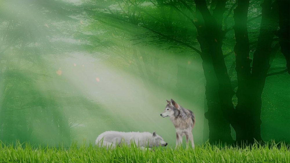 Волк на зеленом фоне