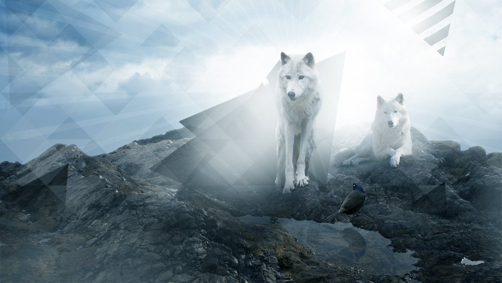 Белый волк в горах