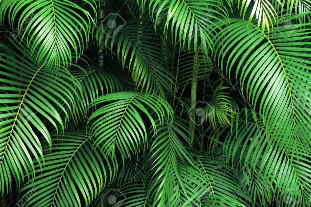 Тропические пальмовые листья фон