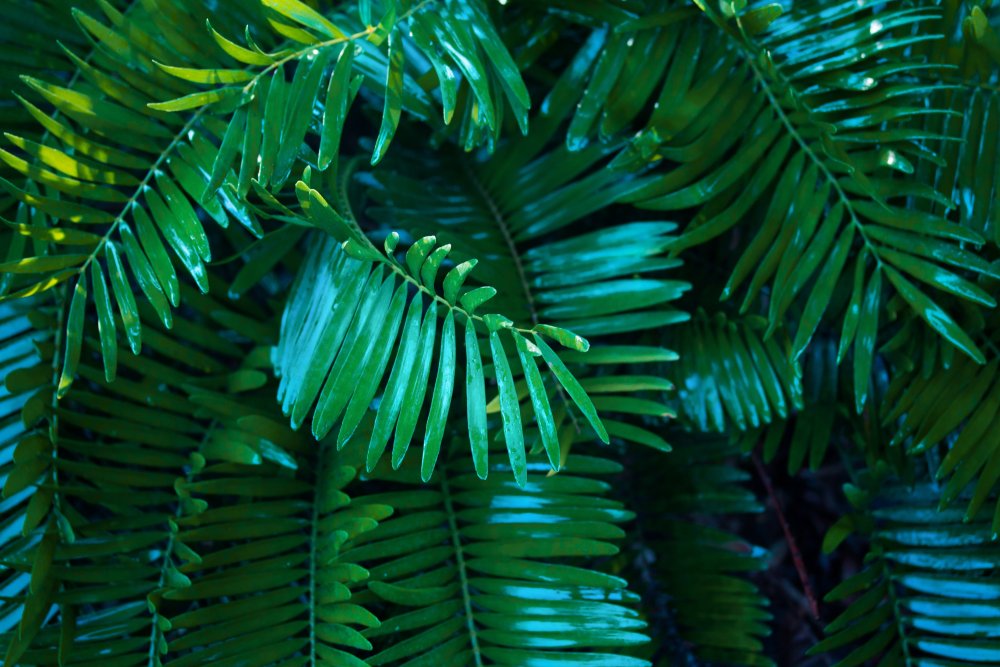 Зеленые тропические листья