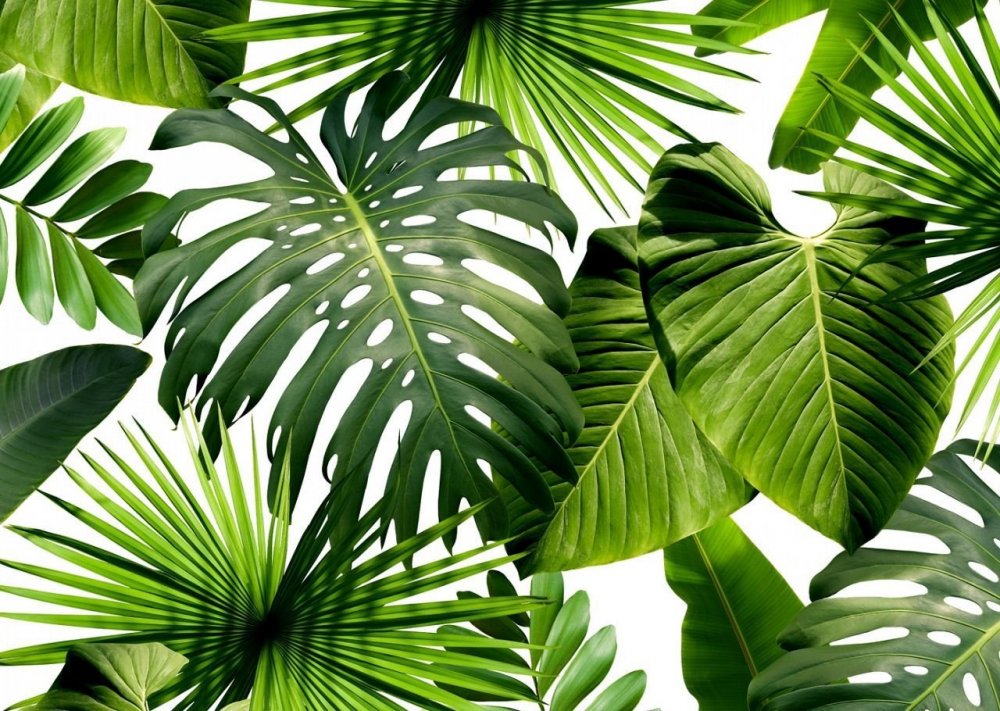 Тропические листья монстера