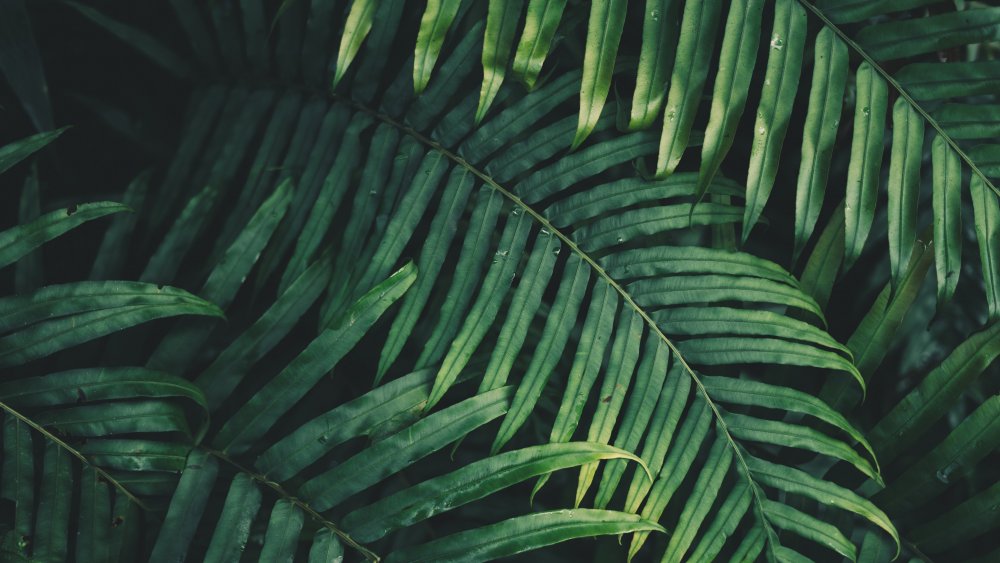 Тропические пальмовые листья