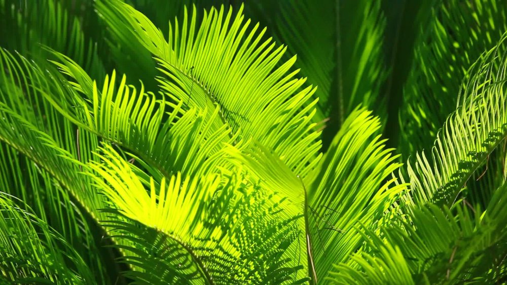 Тропические зеленые фоны